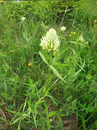 Trifolium pannonicum, photographed by xulescu_g