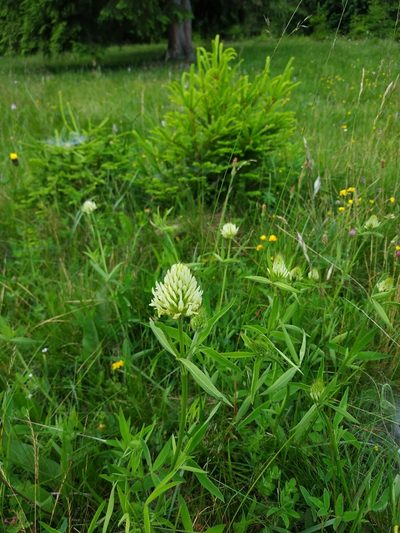 Trifolium pannonicum, photographed by xulescu_g