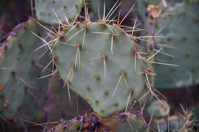 Opuntia chisosensis, photographed by Eric Knight