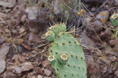 Opuntia chisosensis, photographed by Eric Knight