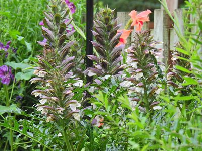 Acanthus spinosus, photographed by Susan Marley