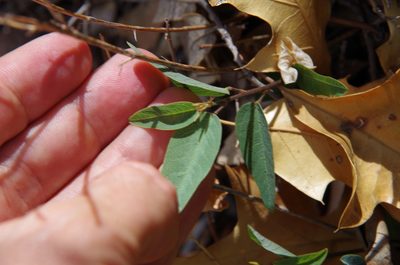 Desmodium psilophyllum, photographed by Eric Knight