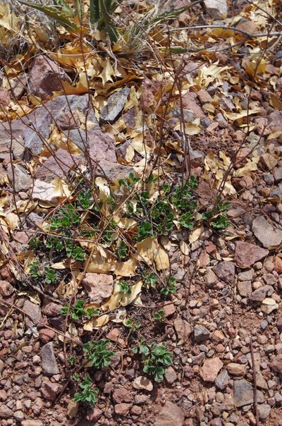 Eriogonum hemipterum, photographed by Eric Knight