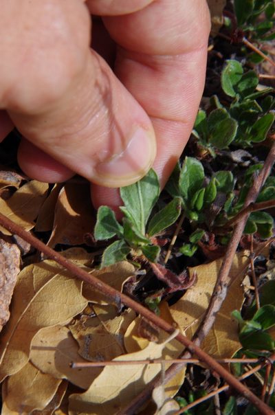 Eriogonum hemipterum, photographed by Eric Knight