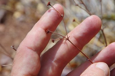 Eriogonum hemipterum, photographed by Eric Knight