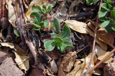 Eriogonum hemipterum, photographed by Eric Knight