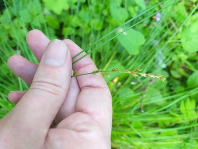 Carex elongata, photographed by Dmitriy Bochkov