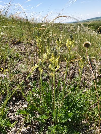 Oxytropis hippolyti, photographed by Анна Митрошенкова