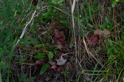 Sarracenia rosea, photographed by Jessica