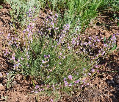 Astragalus austriacus, photographed by Анна Митрошенкова