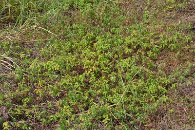 Ipomoea pes-tigridis, photographed by 國立臺灣博物館