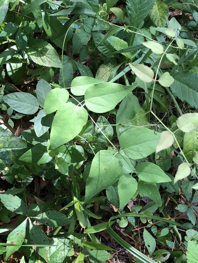 Clematis glaucophylla, photographed by John Kees