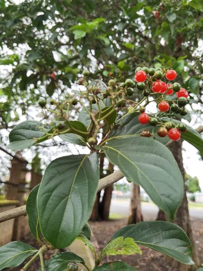 Cordia eriostigma, photographed by Eduardo Chacón Madrigal