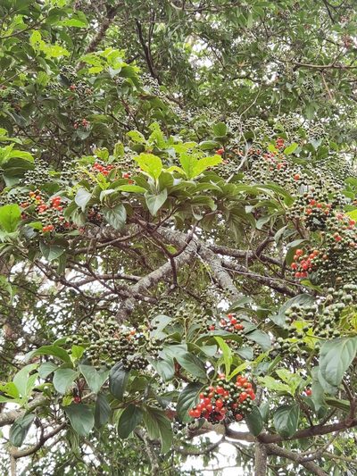 Cordia eriostigma, photographed by Eduardo Chacón Madrigal