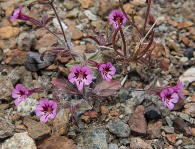 Diplacus layneae, photographed by Don Loarie