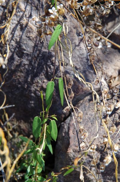 Metastelma pringlei, photographed by Eric Knight