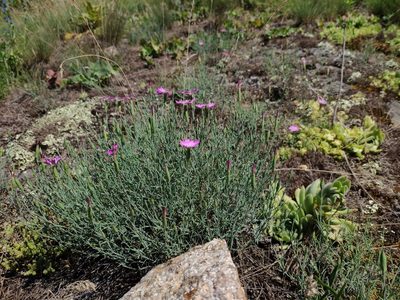Dianthus hypanicus, photographed by Denys Vynokurov