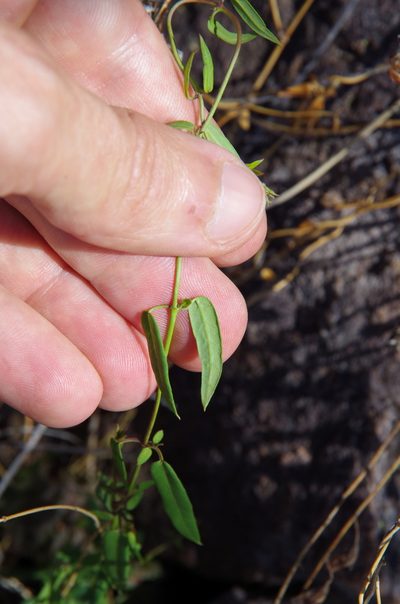 Metastelma pringlei, photographed by Eric Knight