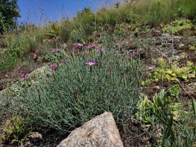 Dianthus hypanicus, photographed by Denys Vynokurov