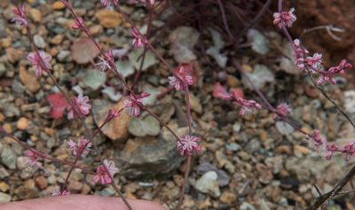 Eriogonum vimineum, photographed by Don Loarie