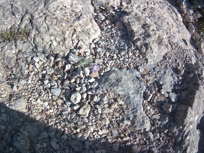 Jurinea stoechadifolia, photographed by Михаил Орлов
