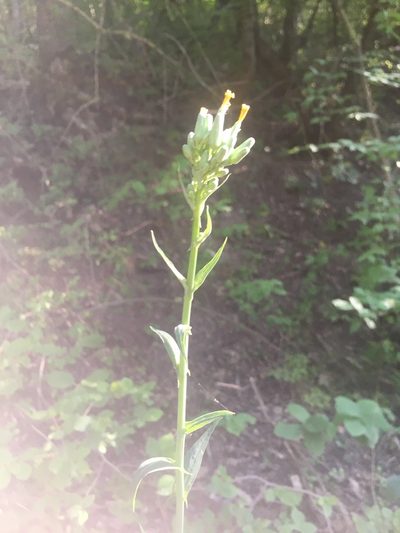 Lactuca quercina, photographed by Максим Шумских