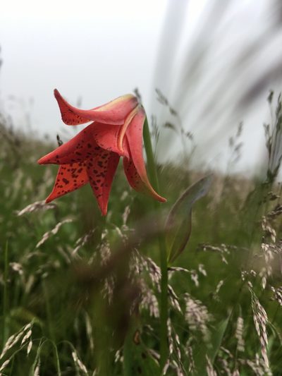 Lilium grayi, photographed by Scott Morris