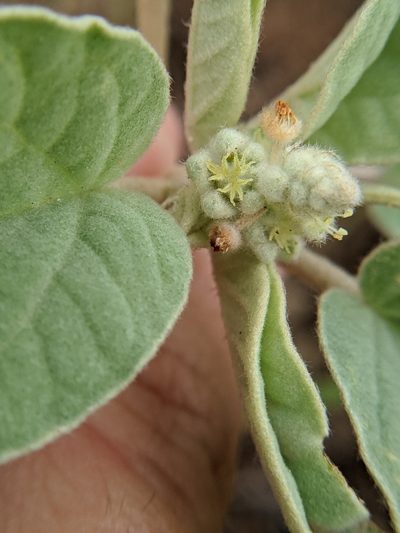 Croton heptalon, photographed by Alison Northup