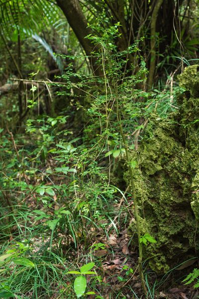 Benkara sinensis, photographed by 國立臺灣博物館