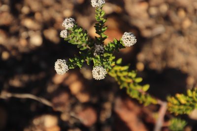 Phylica callosa, photographed by Tony Rebelo