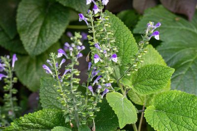 Scutellaria ovata, photographed by threelark