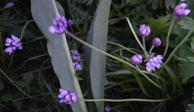 Allium geyeri, photographed by John Powers