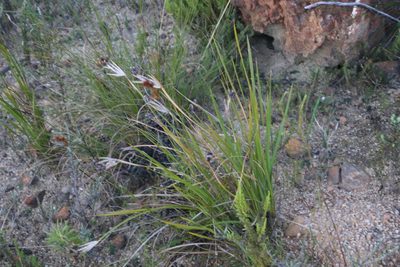 Bobartia gladiata, photographed by Tony Rebelo