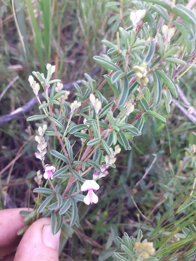 Indigofera concava, photographed by Brian du Preez