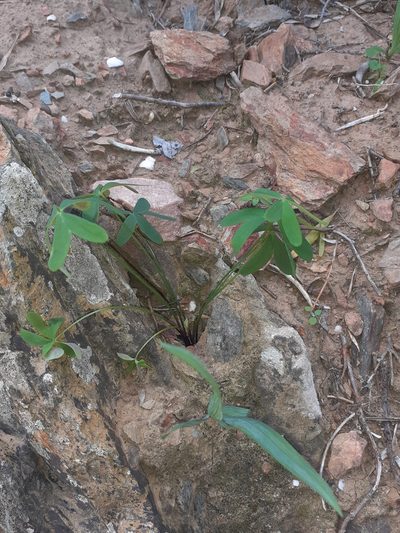 Oxalis dichotoma, photographed by Brian du Preez