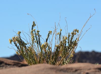 Solenostemma oleifolium, photographed by Karim Haddad