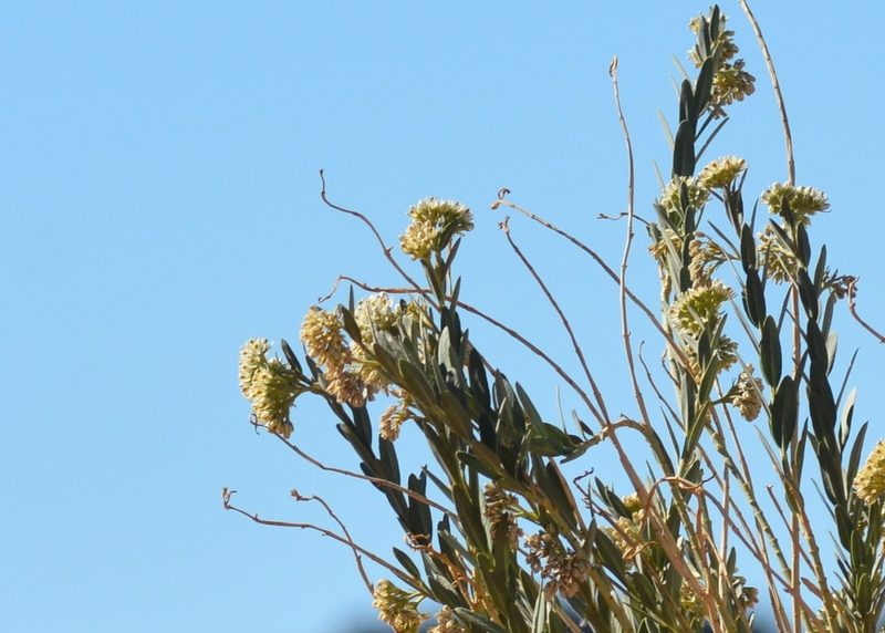 Solenostemma oleifolium, photographed by Karim Haddad