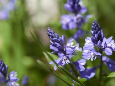 Polygala alpestris, photographed by Andreas Stiller