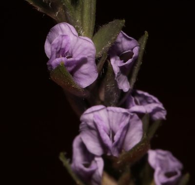 Amphithalea axillaris, photographed by Brian du Preez