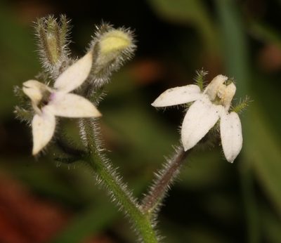 Lobelia ardisiandroides, photographed by Brian du Preez