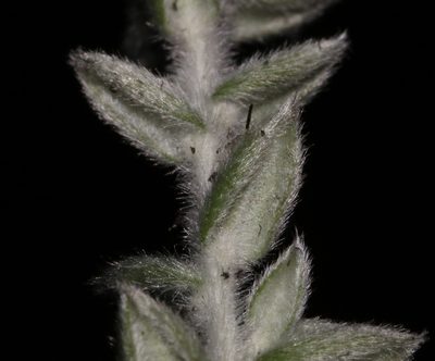 Amphithalea phylicoides, photographed by Brian du Preez