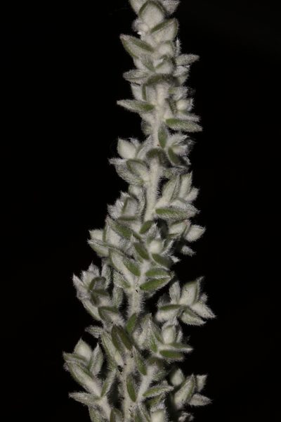 Amphithalea phylicoides, photographed by Brian du Preez