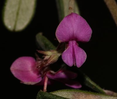 Indigofera outrampsii, photographed by Brian du Preez