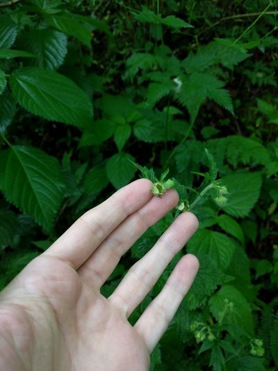 Geum geniculatum, photographed by Nick Doty