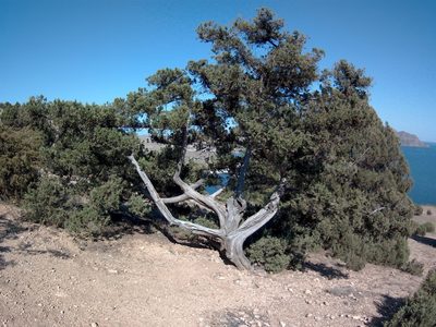 Juniperus excelsa, photographed by Михаил Орлов