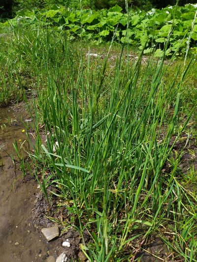 Glyceria declinata, photographed by carnifex