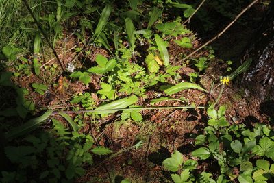 Pilosella onegensis, photographed by Dmitriy Bochkov