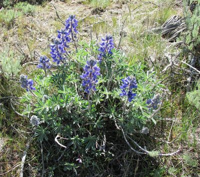 Lupinus saxosus, photographed by John Brew