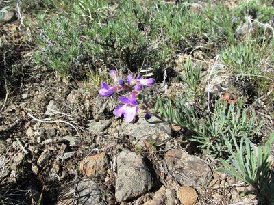 Penstemon gairdneri, photographed by John Brew