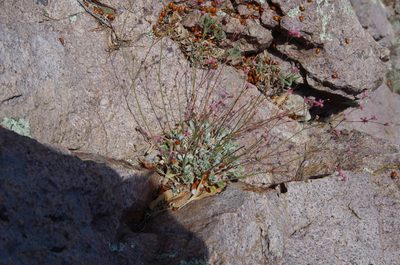Eriogonum tenellum, photographed by Eric Knight
